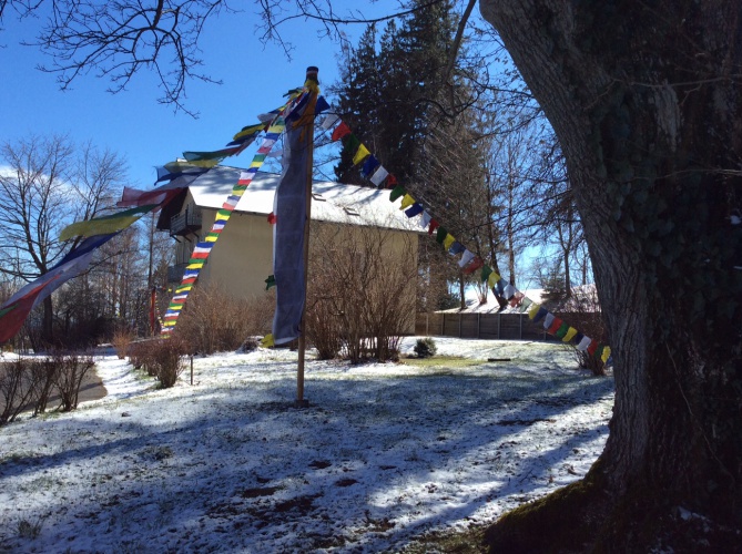 ys-from-behind-snow-tree-flags